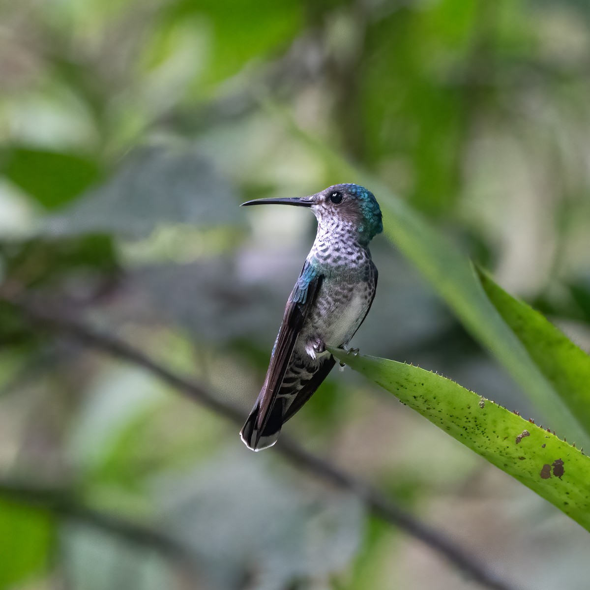 kolibřík bělokrký - ML621053934