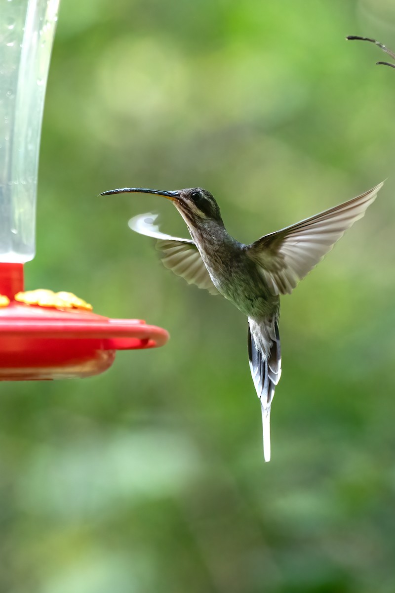 kolibřík běloknírkový - ML621053940