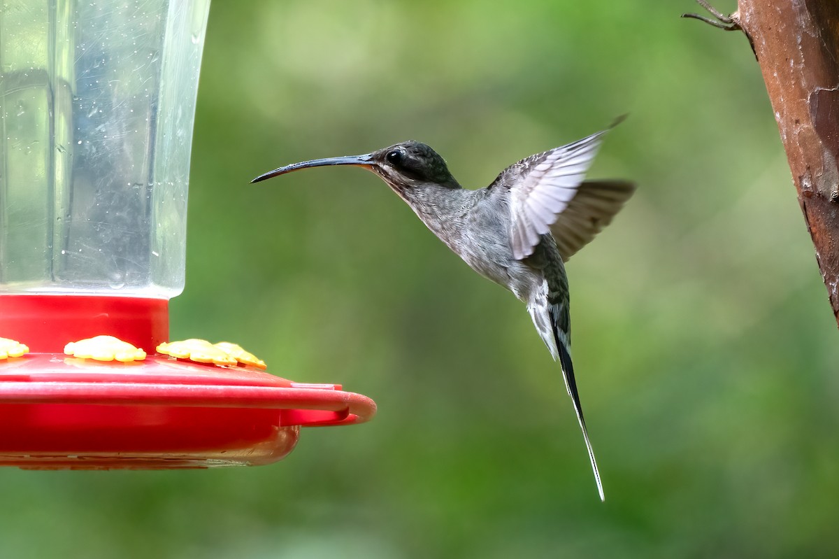 kolibřík běloknírkový - ML621053947