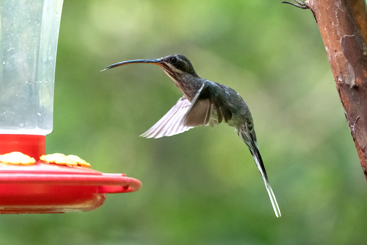 kolibřík běloknírkový - ML621053948