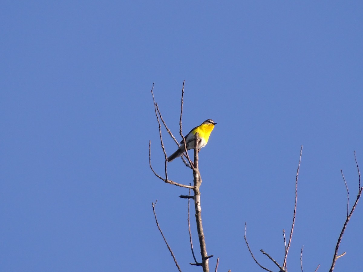 Yellow-breasted Chat - ML621053950