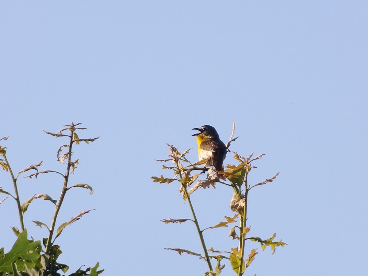 Yellow-breasted Chat - ML621053979