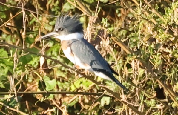 Belted Kingfisher - ML621053991