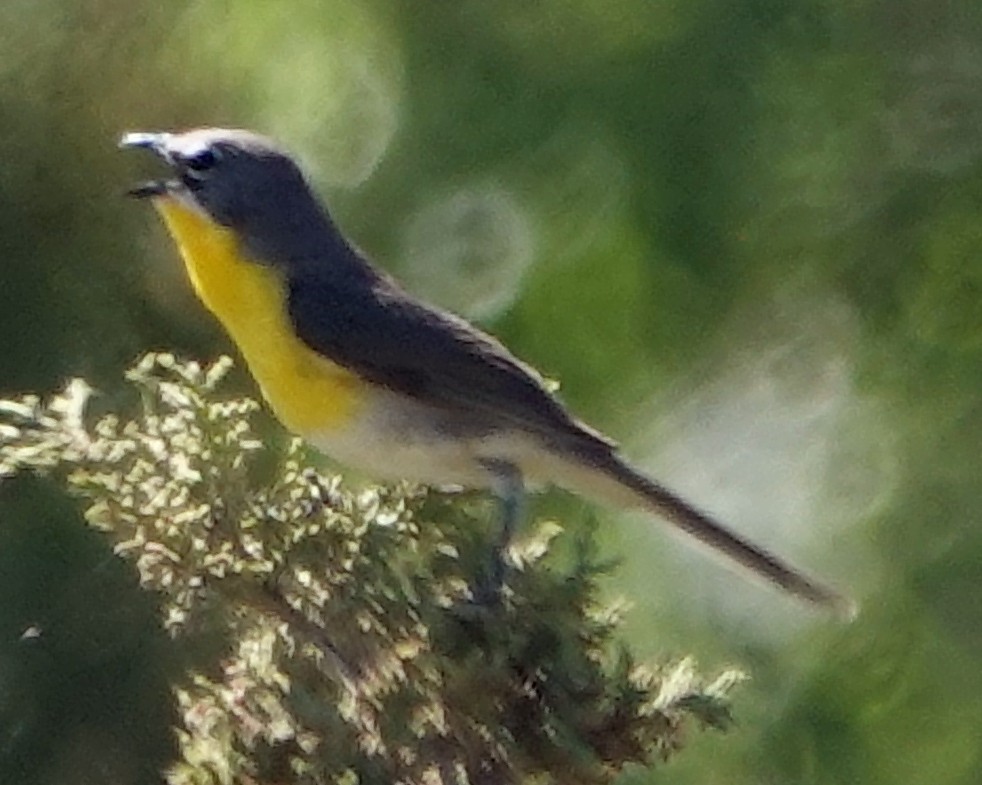 Yellow-breasted Chat - ML621053996