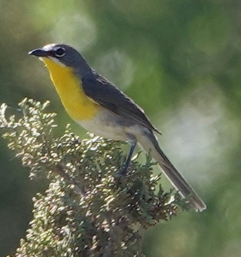 Yellow-breasted Chat - ML621053997