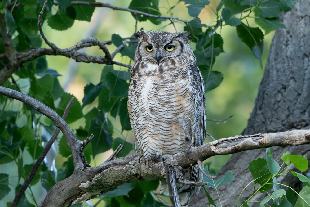 Great Horned Owl - ML621054002