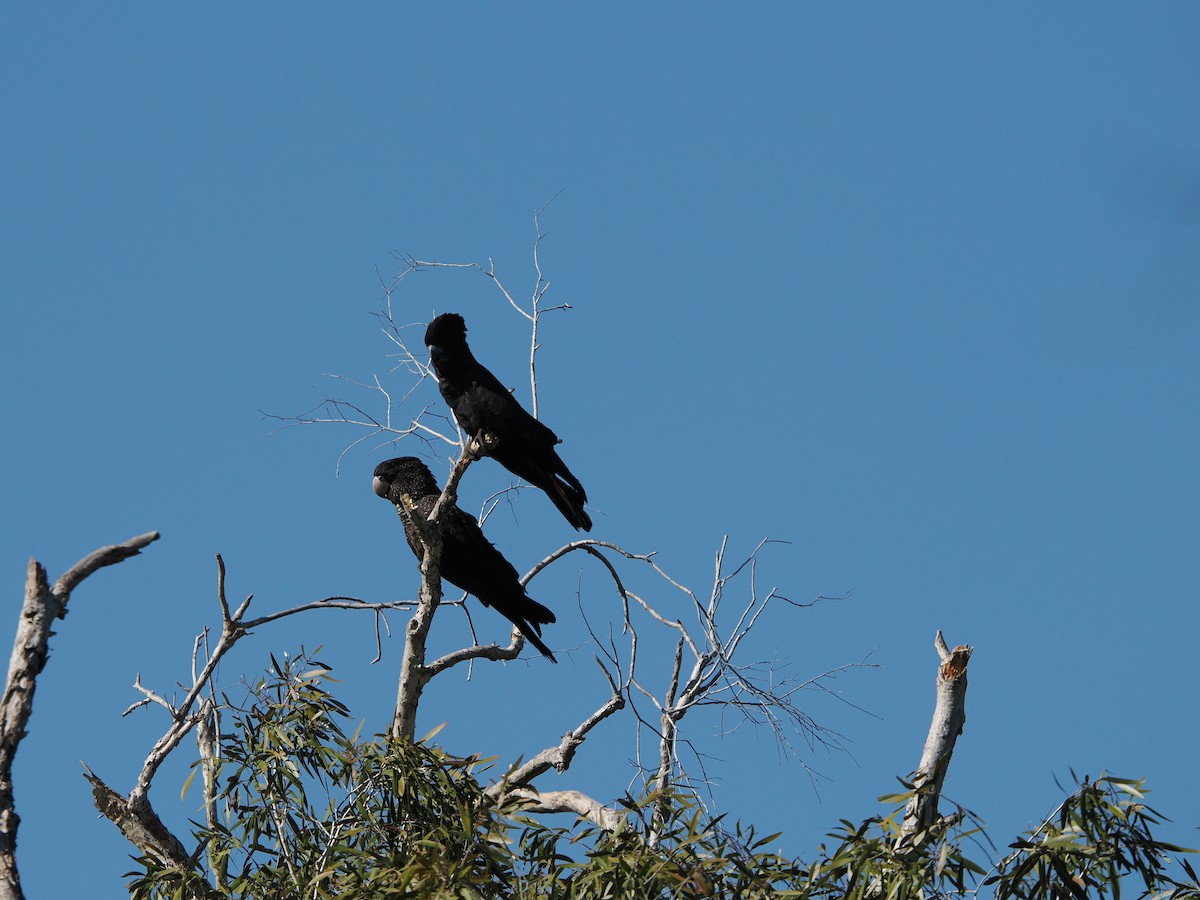 Red-tailed Black-Cockatoo - Tony Richards