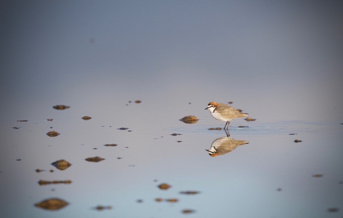 Red-capped Plover - ML621054016