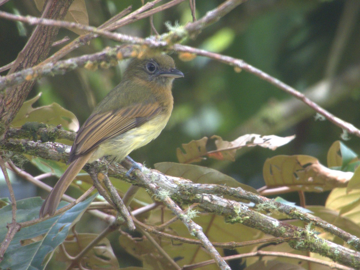 Fulvous-breasted Flatbill - ML621054022