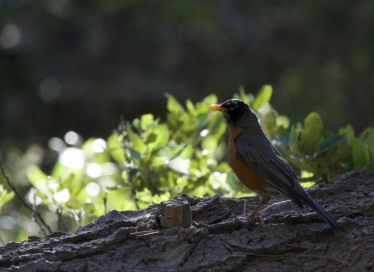 American Robin - ned bohman