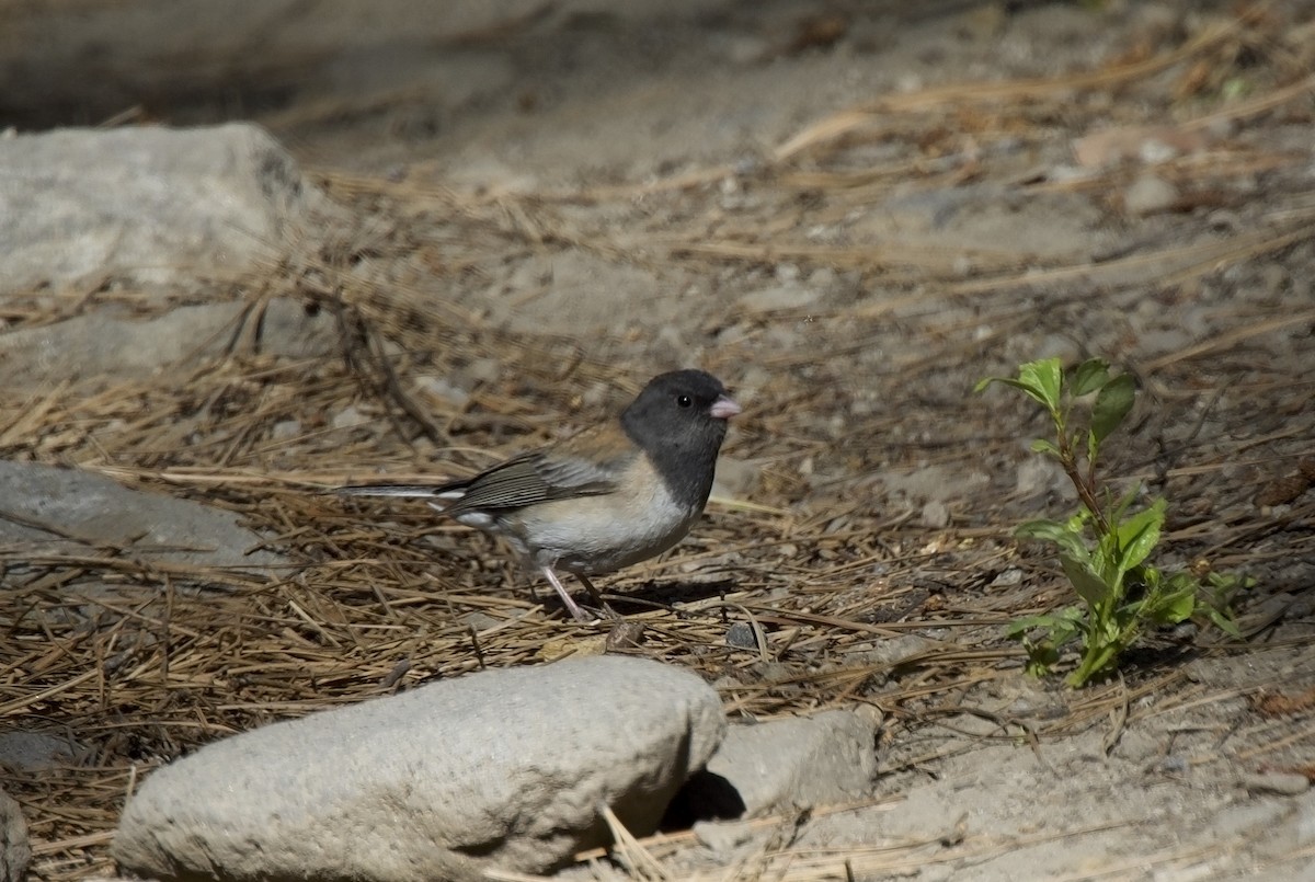 strnadec zimní [skupina oreganus] - ML621054040