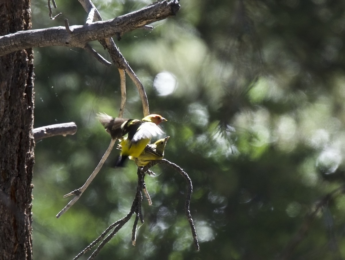 Western Tanager - ML621054042