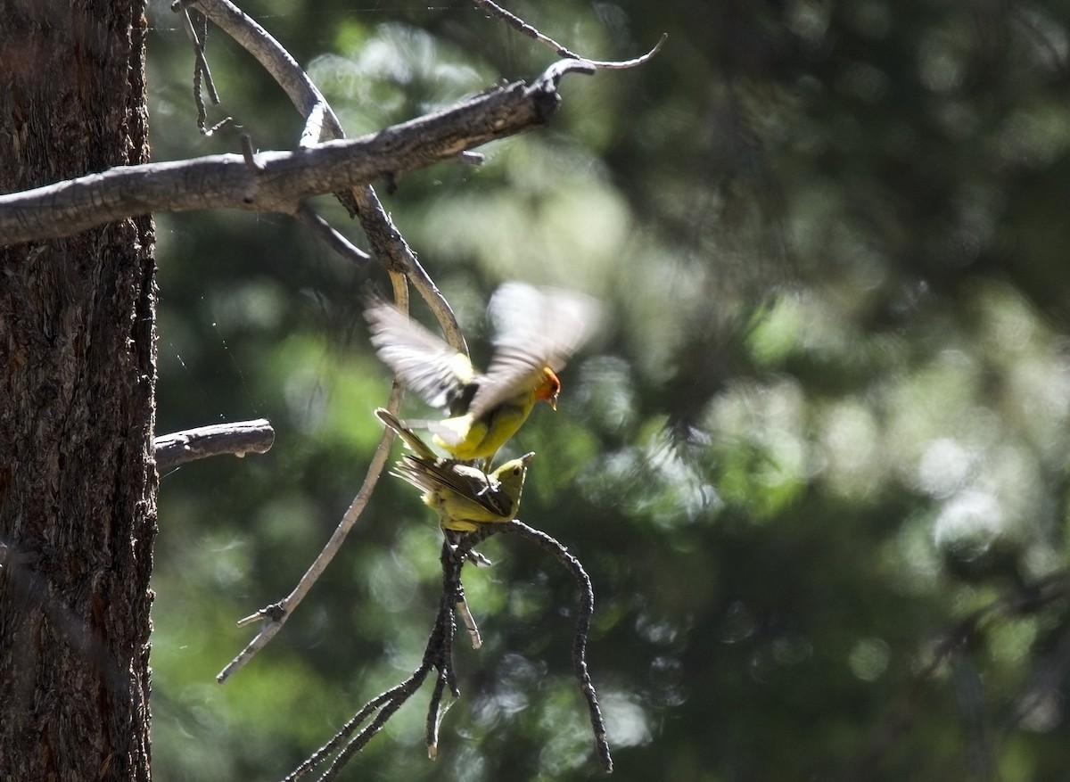 Western Tanager - ned bohman