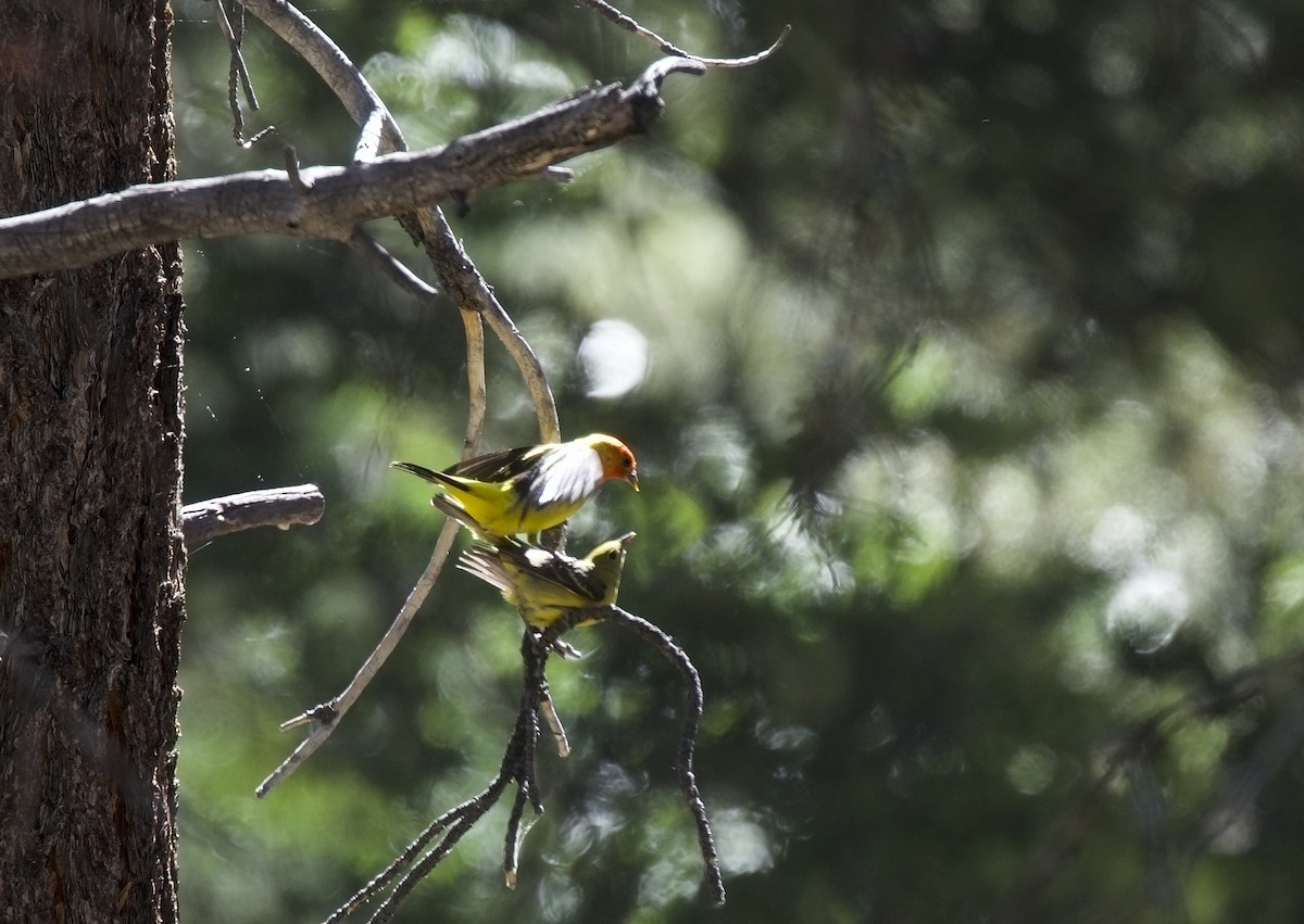 Western Tanager - ML621054044