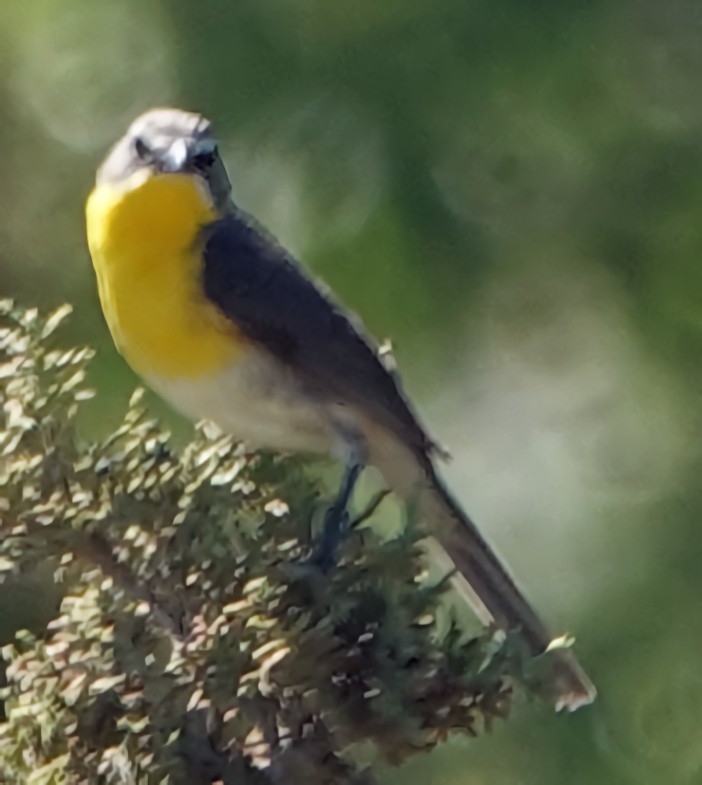 Yellow-breasted Chat - ML621054048
