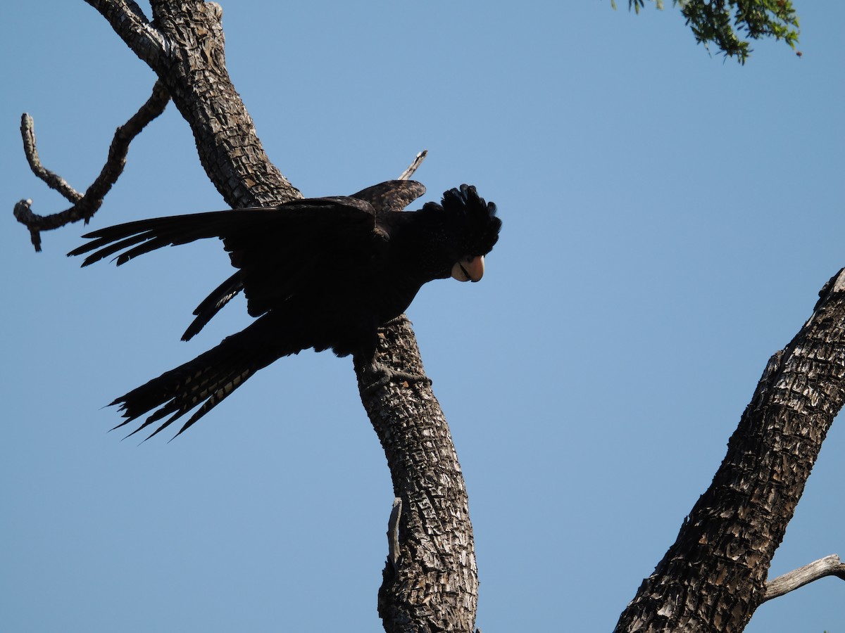 Red-tailed Black-Cockatoo - ML621054148