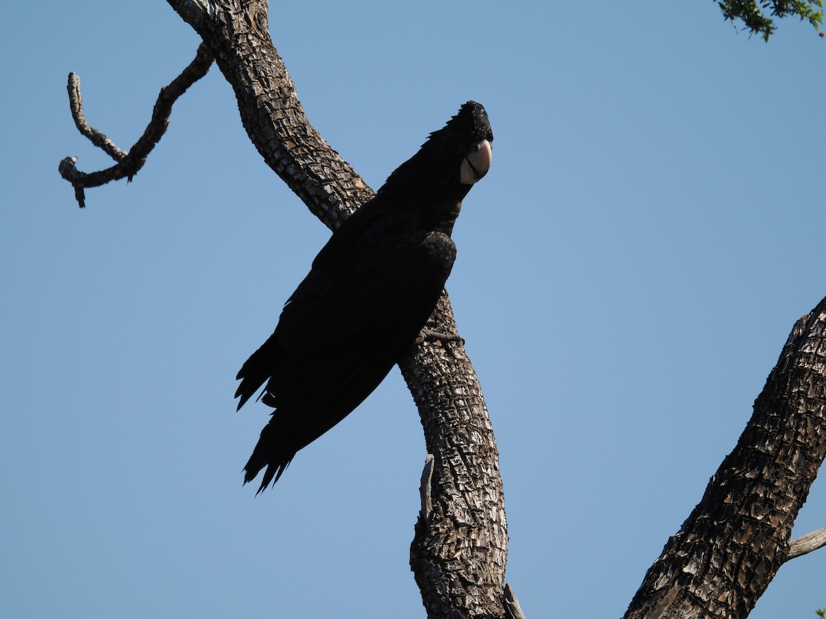 Red-tailed Black-Cockatoo - ML621054149