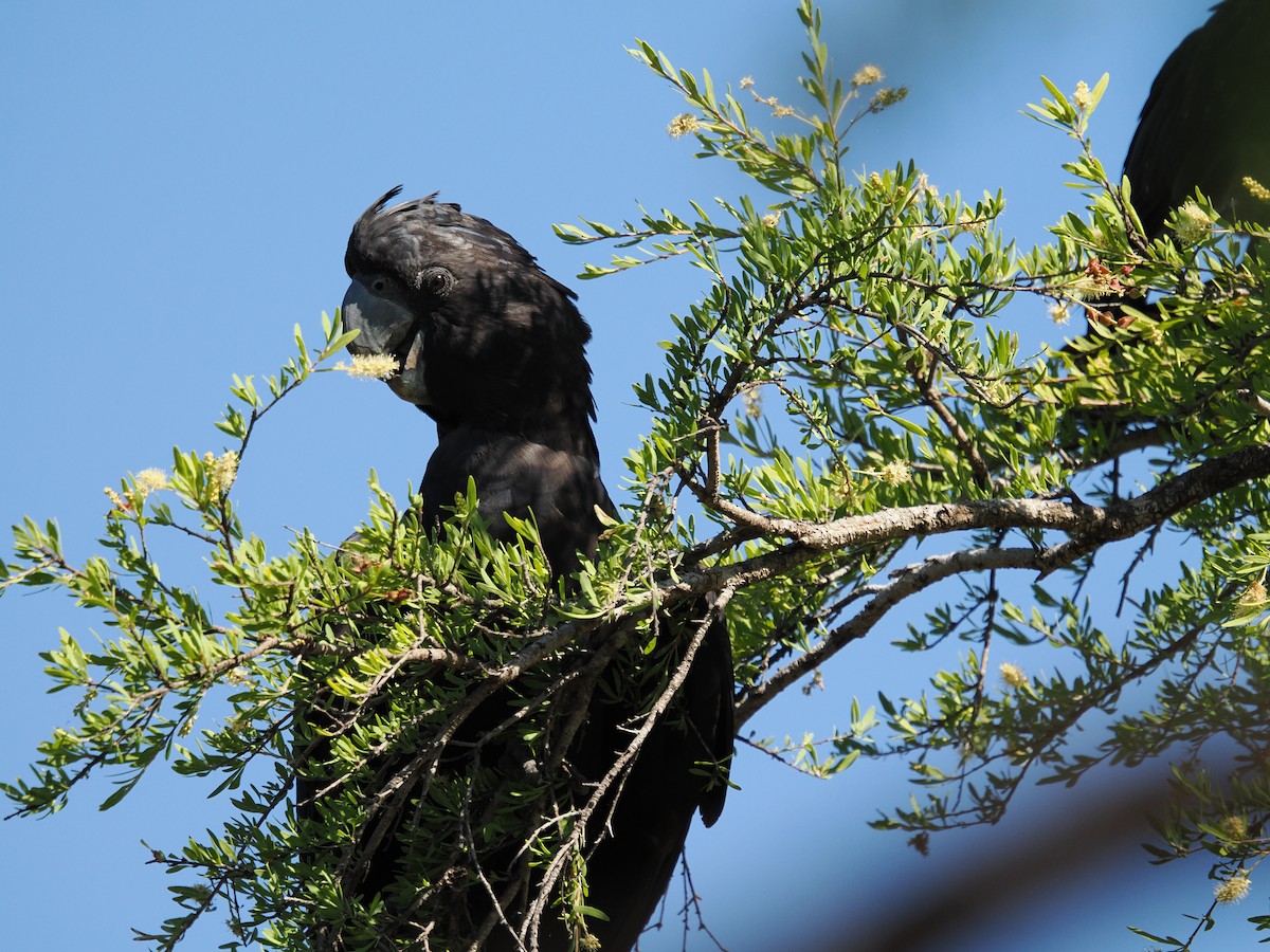 Red-tailed Black-Cockatoo - ML621054150