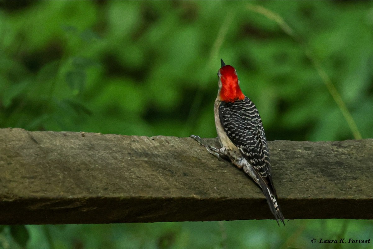 Red-bellied Woodpecker - ML621054155