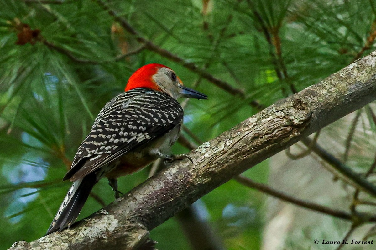 Red-bellied Woodpecker - ML621054156
