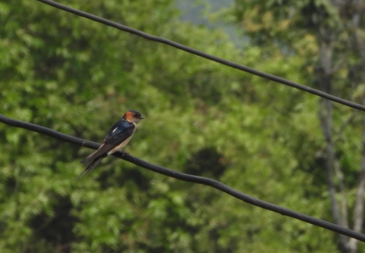 Red-rumped Swallow - ML621054160