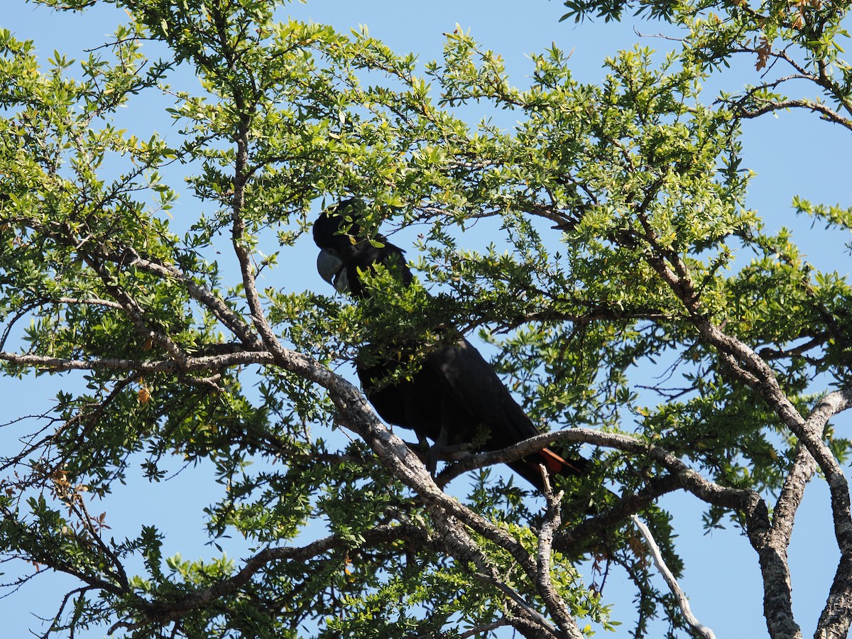 Red-tailed Black-Cockatoo - ML621054165