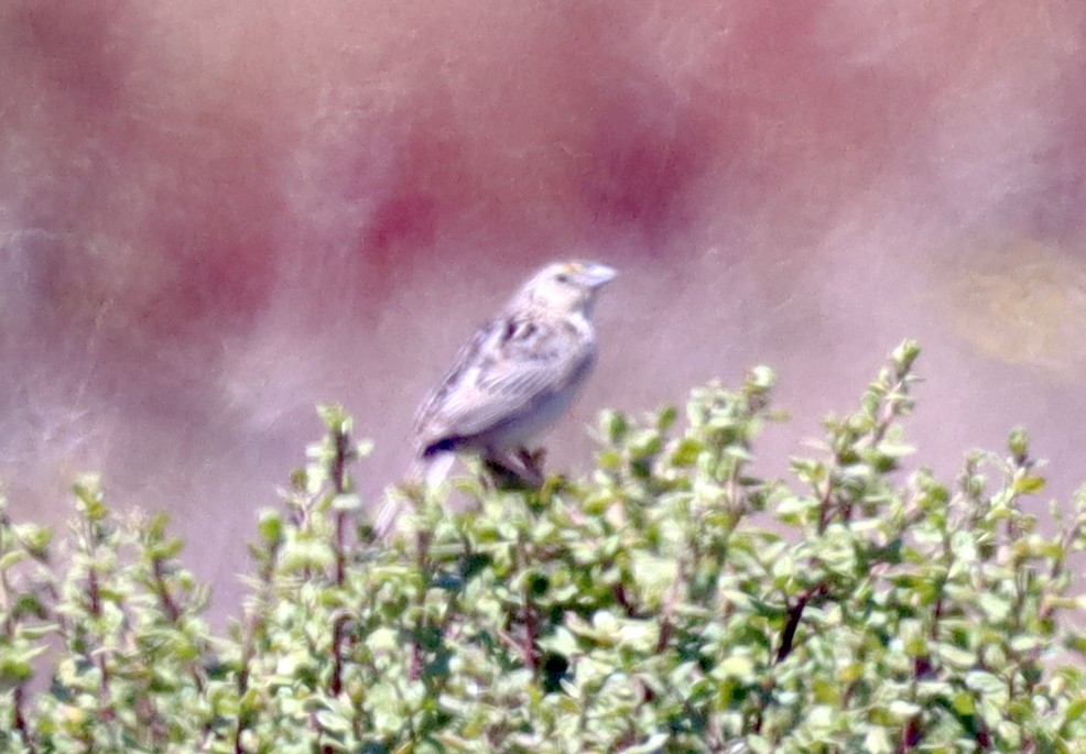 Grasshopper Sparrow - ML621054210
