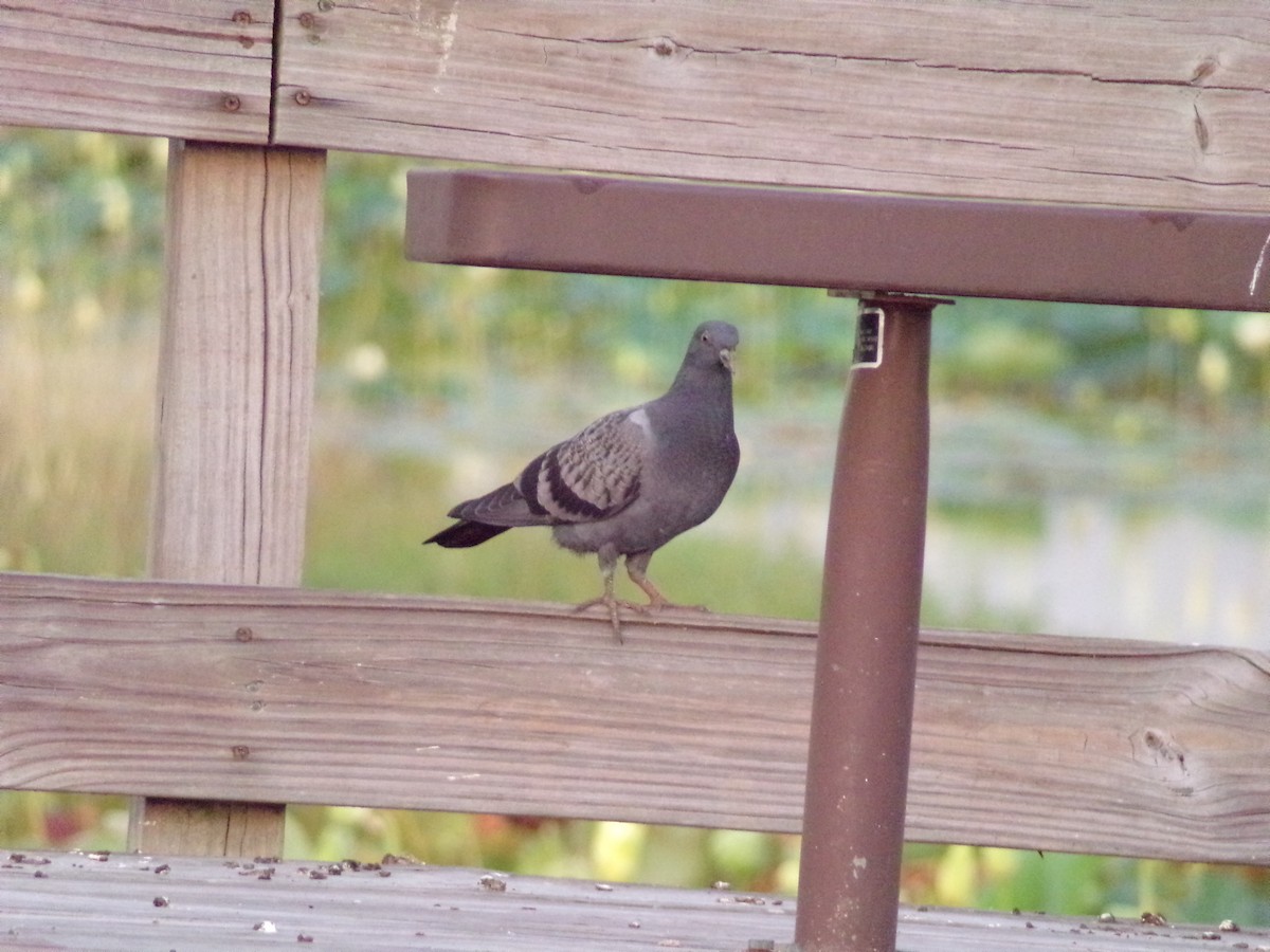Rock Pigeon (Feral Pigeon) - ML621054213
