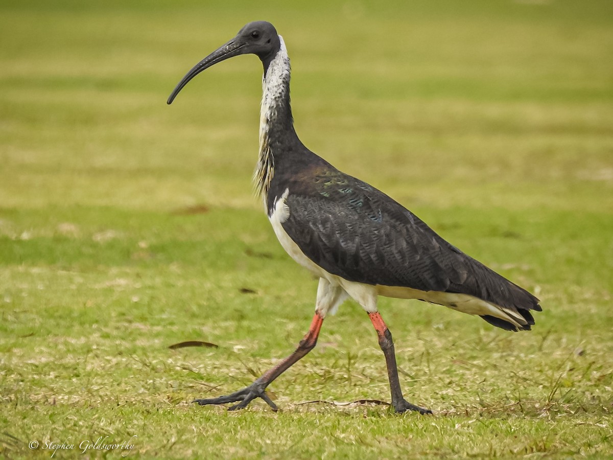 ibis slámokrký - ML621054215