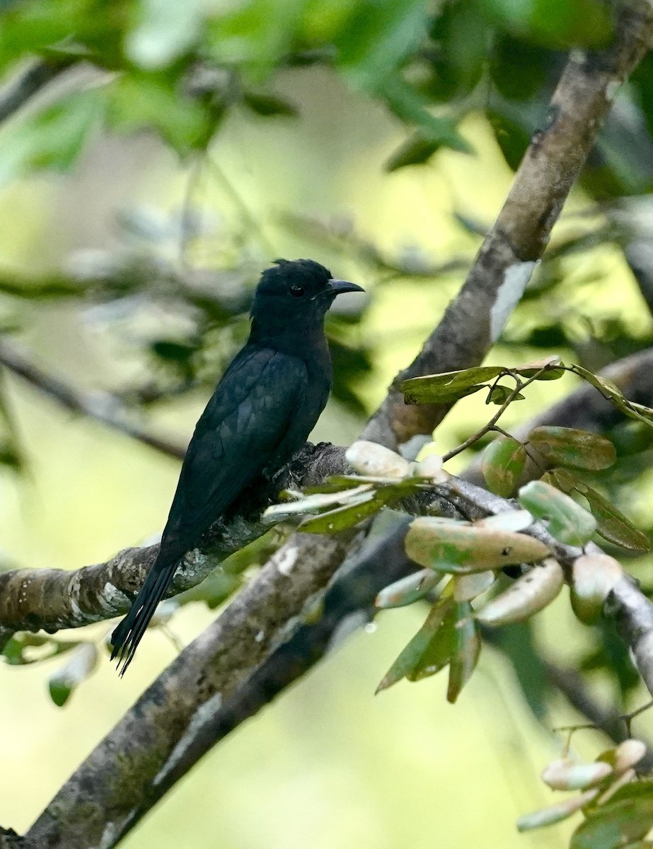 Square-tailed Drongo-Cuckoo - ML621054233