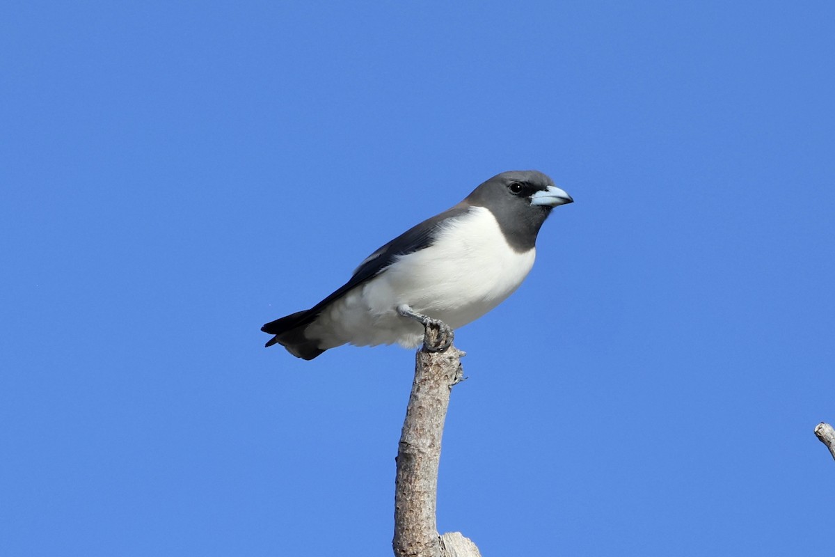 White-breasted Woodswallow - ML621054248