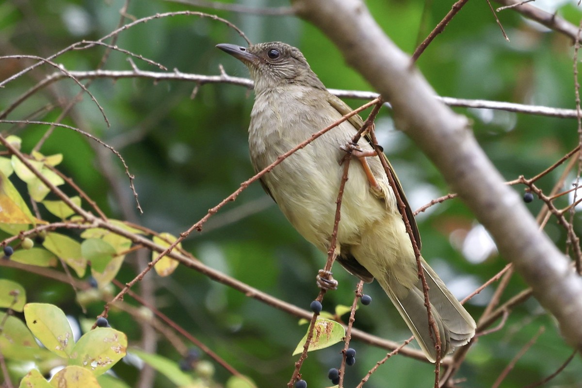 Ashy-fronted Bulbul - Grant Olwage