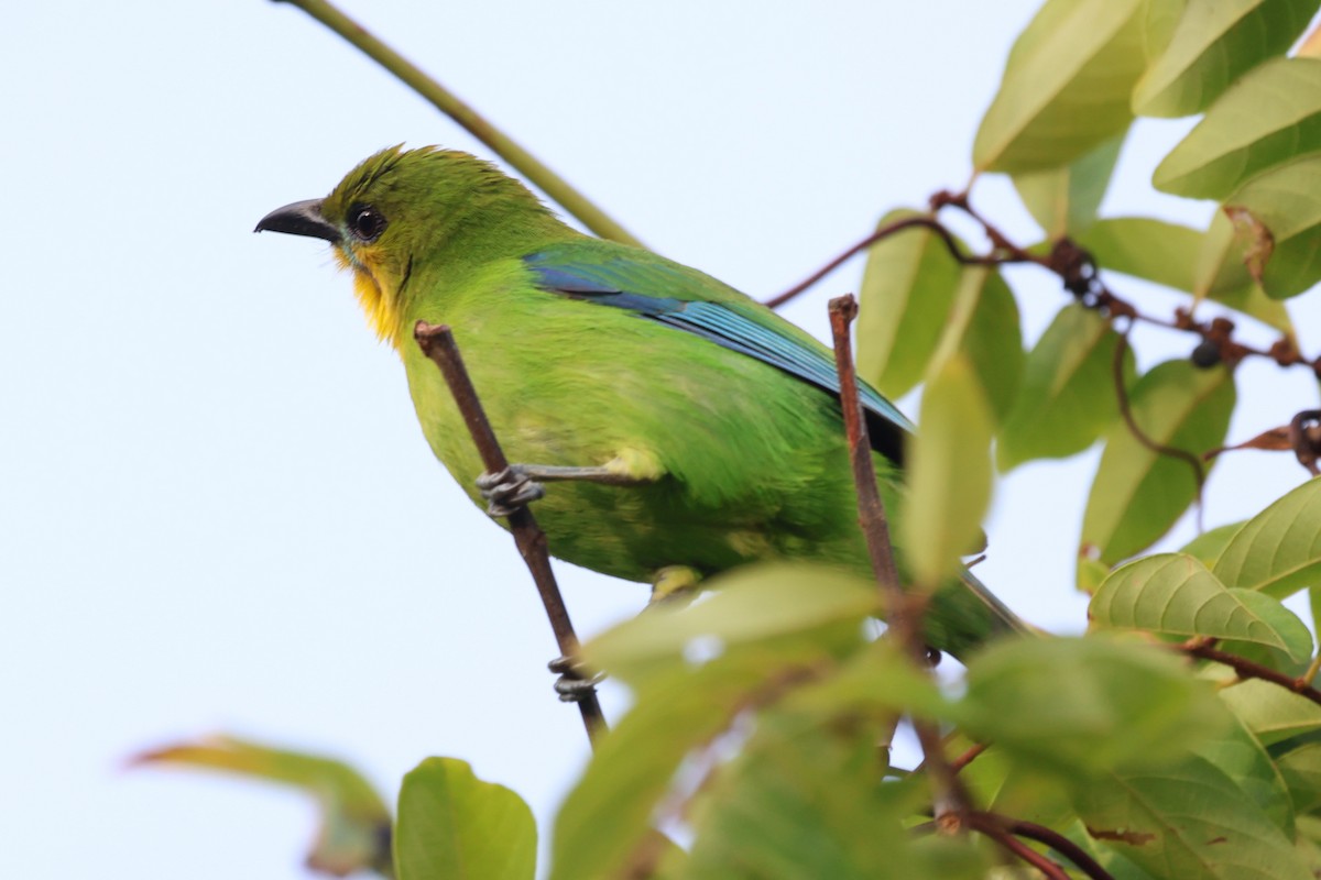 Yellow-throated Leafbird - ML621054275