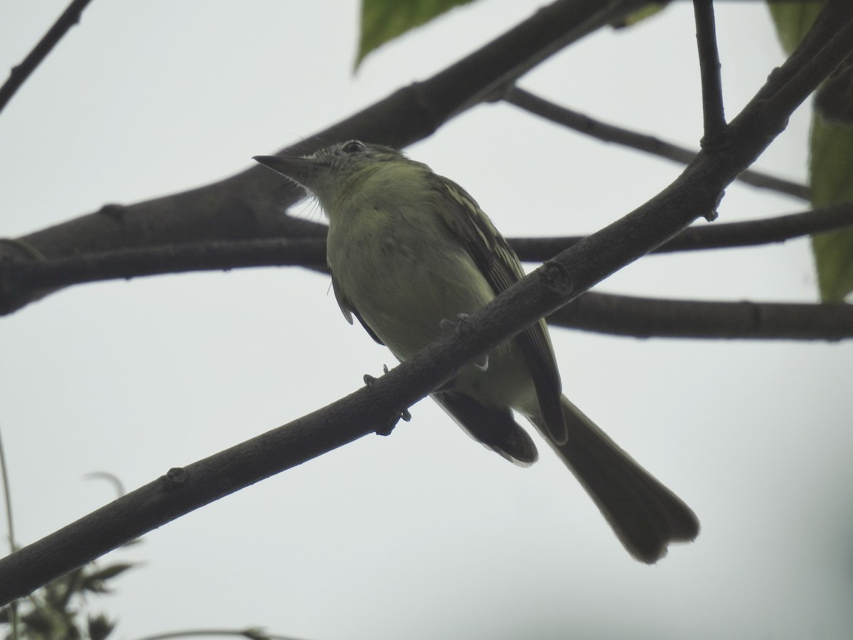 Yellow-green Tyrannulet - ML621054276