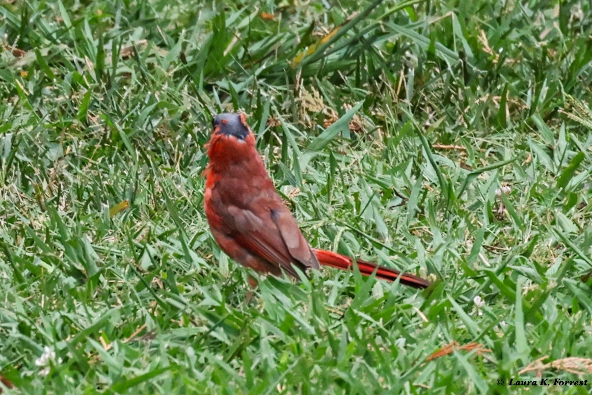 Cardinal rouge - ML621054282