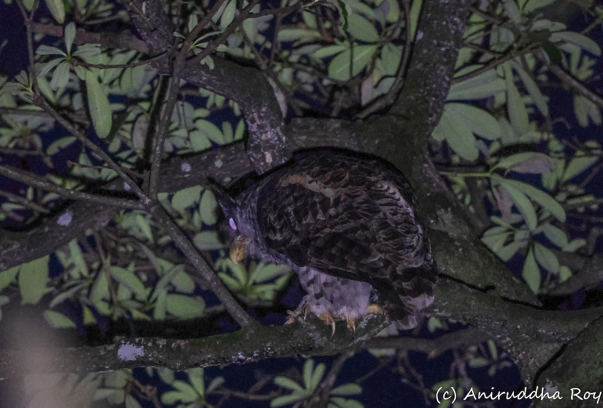 Spot-bellied Eagle-Owl - Aniruddha  Roy
