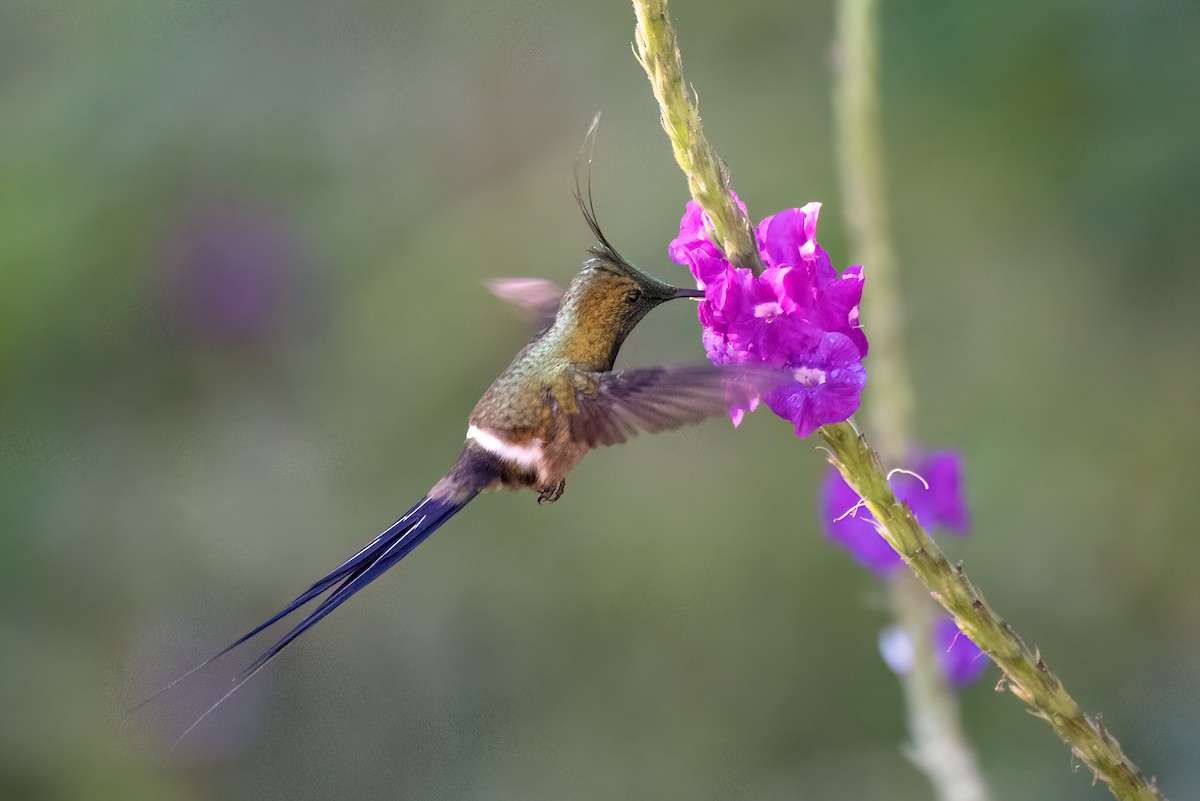 kolibřík ostrochocholatý - ML621054299