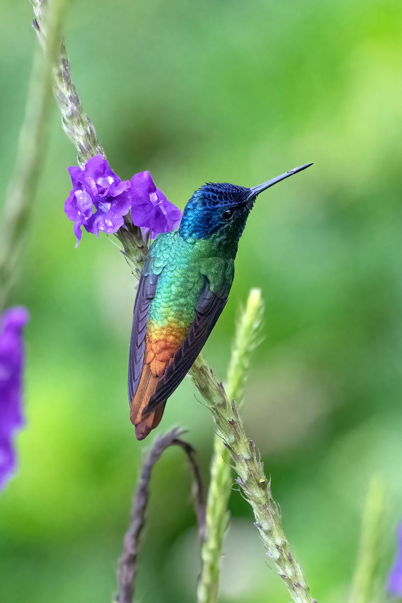 kolibřík zlatochvostý - ML621054305