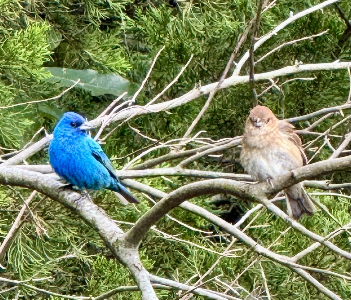 Indigo Bunting - Cheryl Rosenfeld