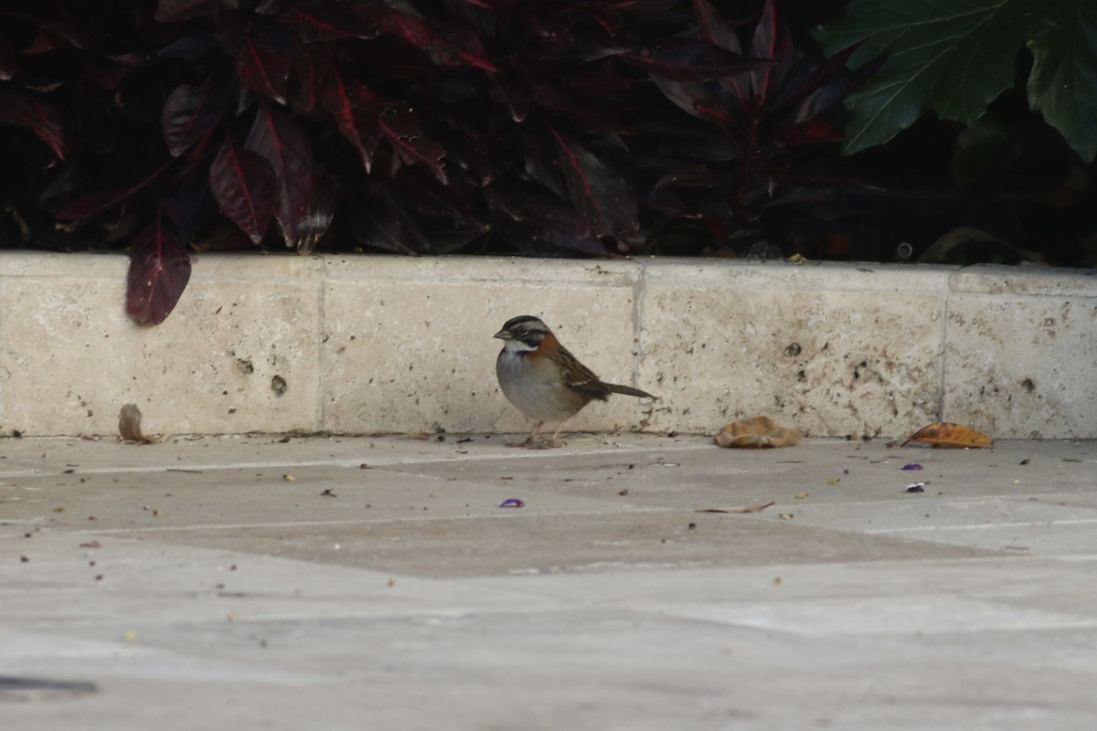 Rufous-collared Sparrow - ML621054324