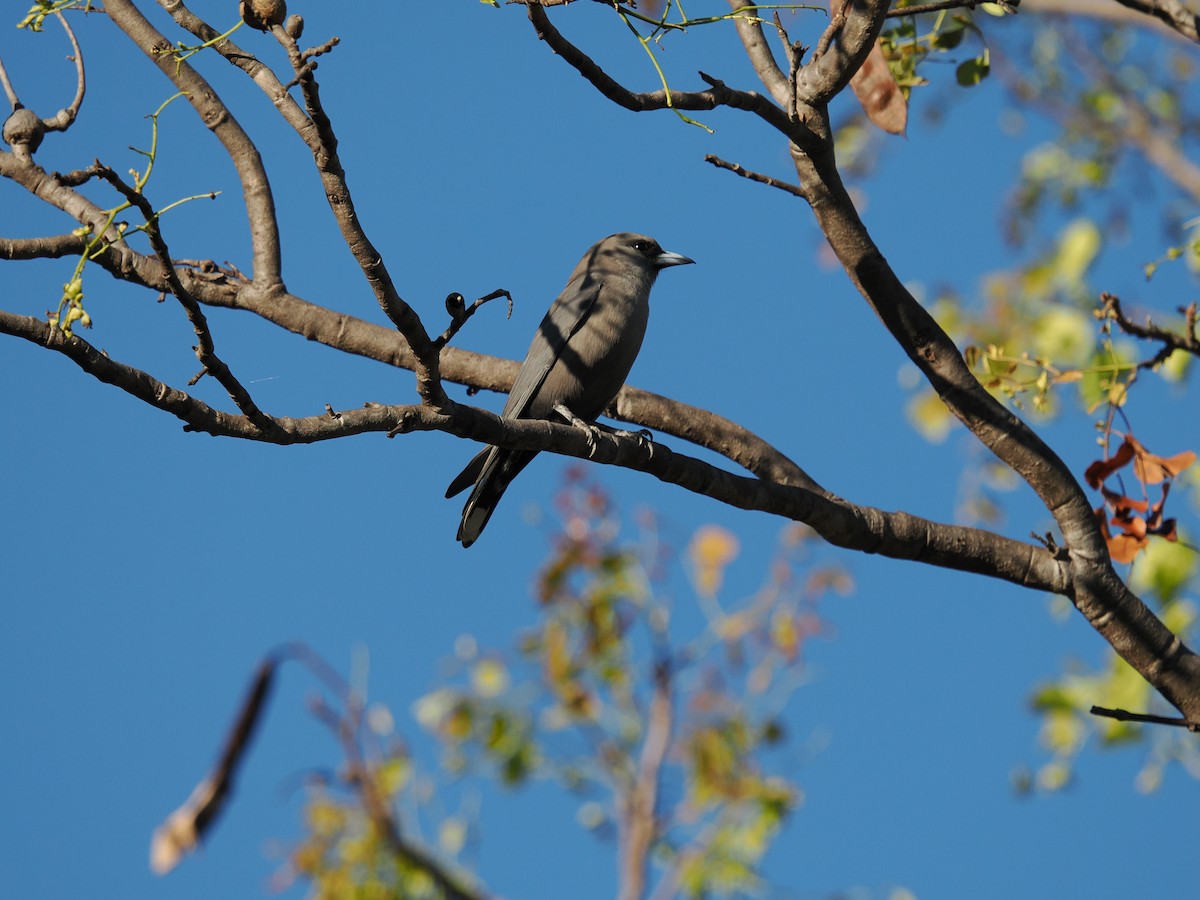 Black-faced Woodswallow - ML621054342