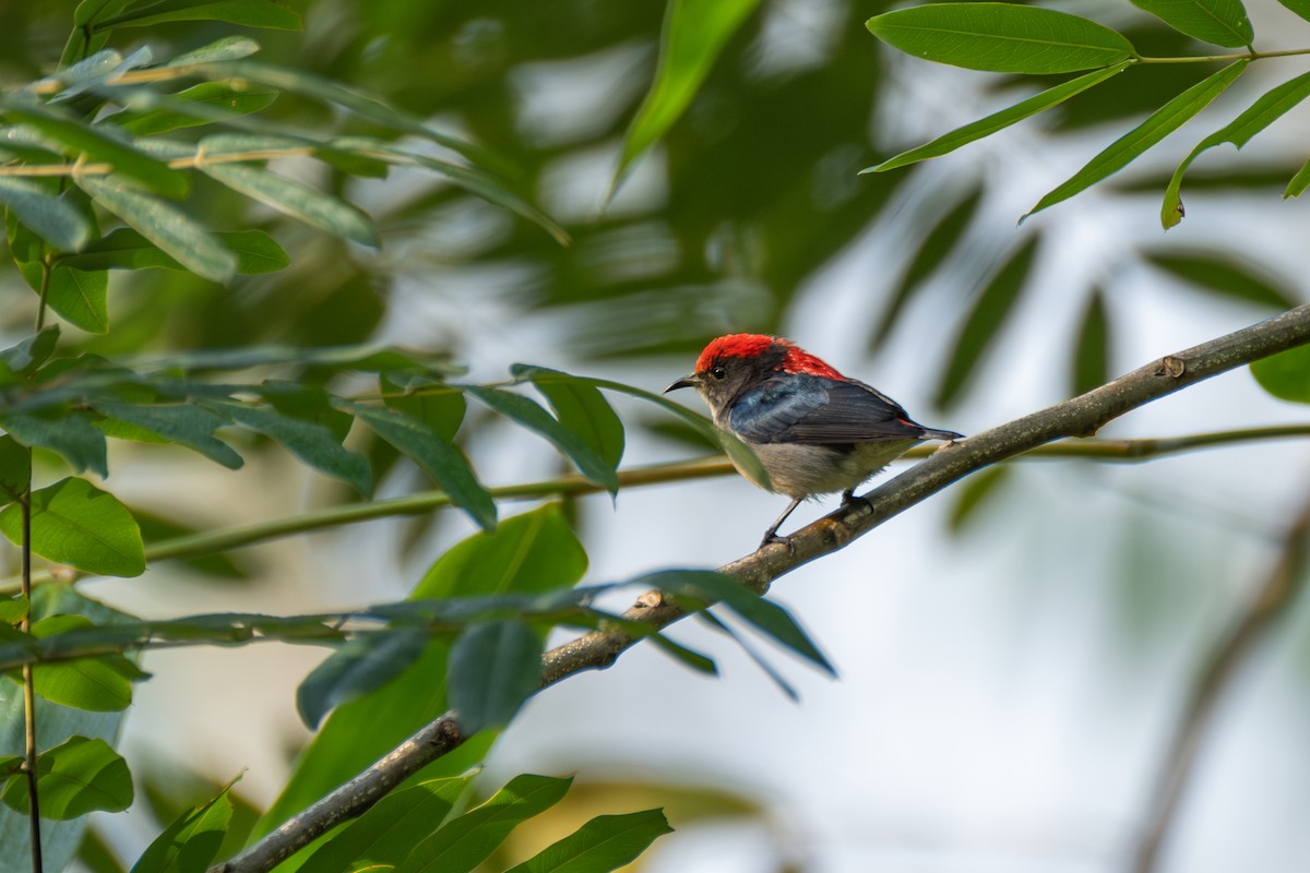Scarlet-backed Flowerpecker - ML621054351