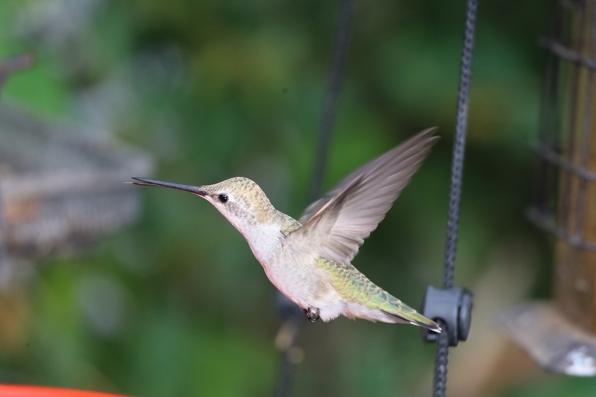 Black-chinned Hummingbird - ML621054359