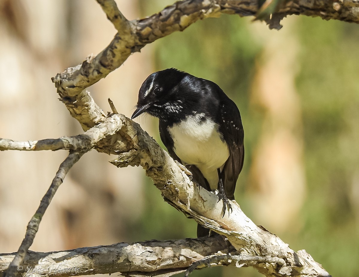 Willie-wagtail - ML621054402