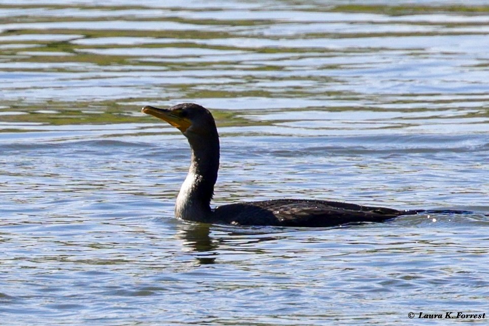 קורמורן אמריקני - ML621054403