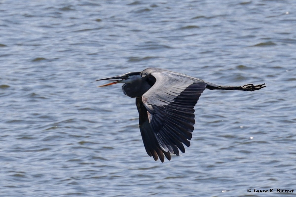 אנפה אמריקנית - ML621054408