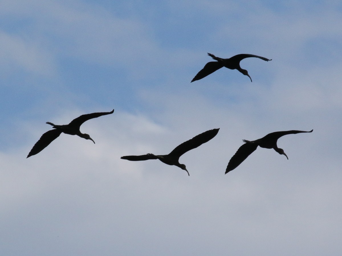 ibis americký - ML621054410
