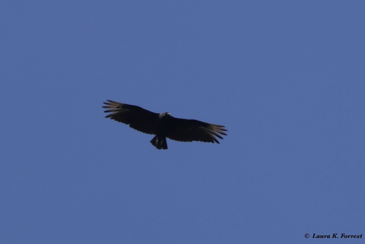 Black Vulture - ML621054411