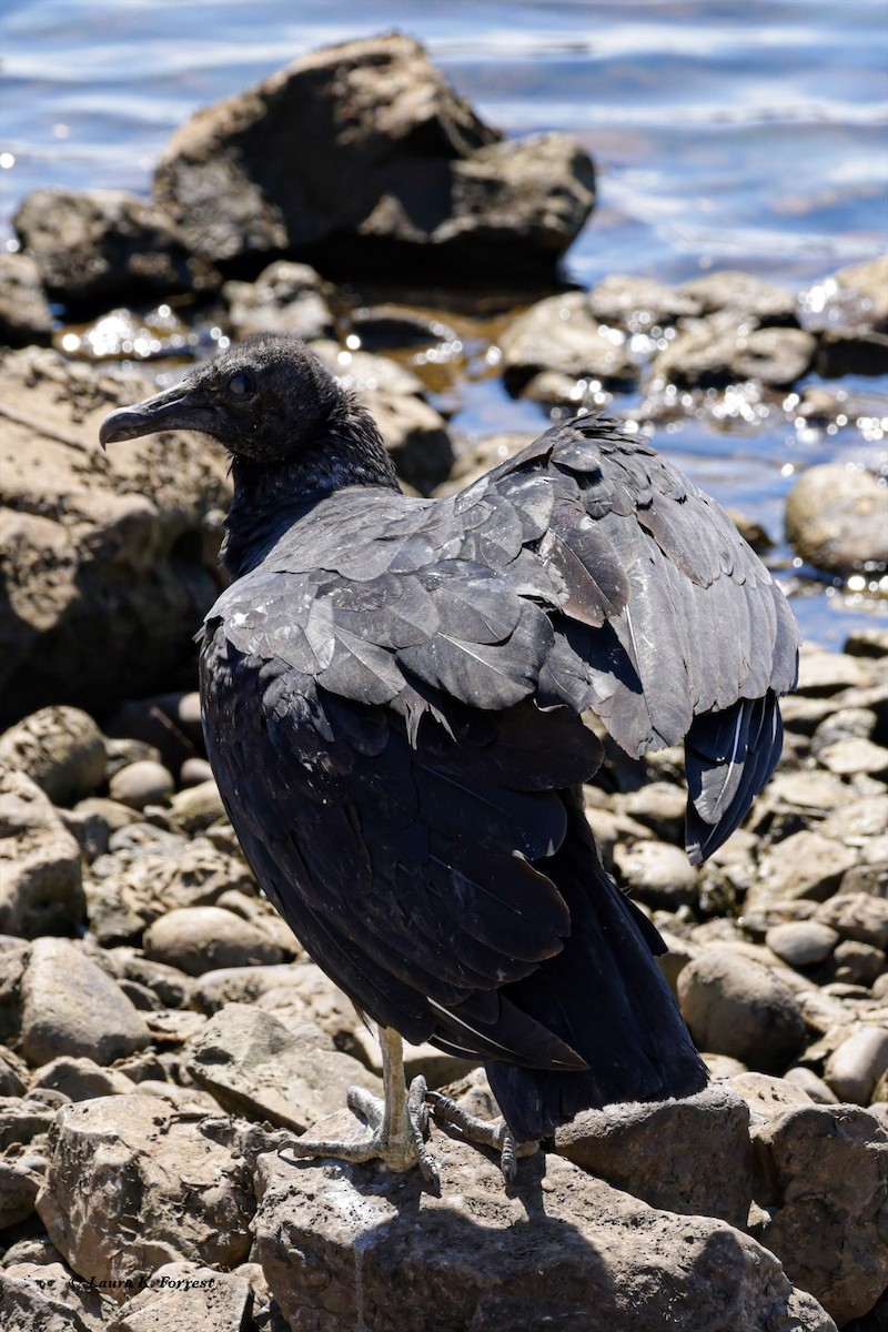 Black Vulture - ML621054412