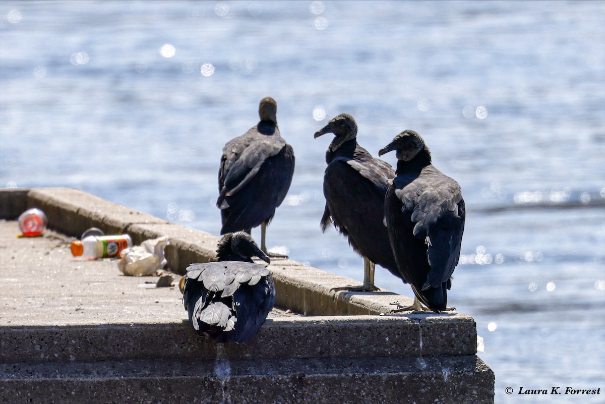 Black Vulture - ML621054413